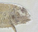 Phareodus Fossil Fish - Beautiful Specimen #62846-2